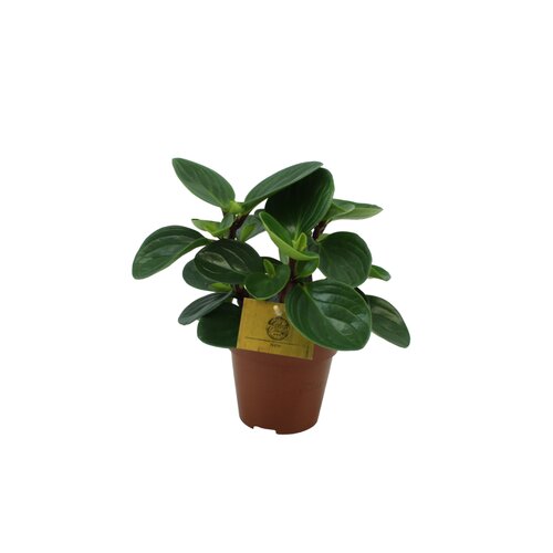 Peperomia Red Canyon, in 12cm-pot