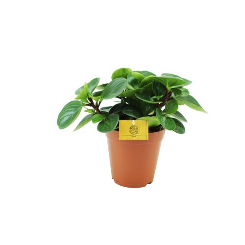 Peperomia Red Canyon, in 15cm-pot