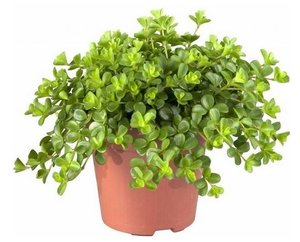 Peperomia Rotundifolia Rondo Venetiano, in 15cm-pot