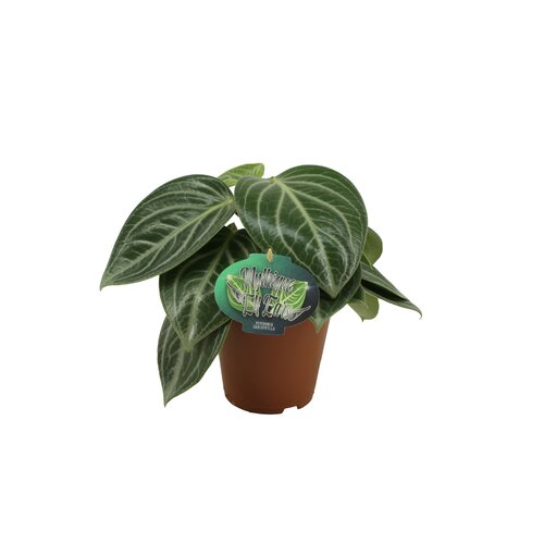 Peperomia Sarcophylla, in 15cm-pot