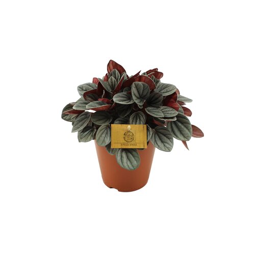 Peperomia Sunrise, in 15cm-pot