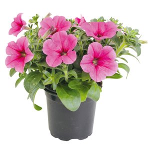 Petunia Surfinia, in 12cm-pot