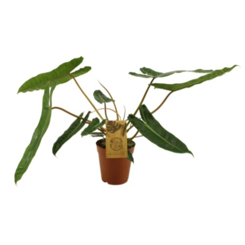 Philodendron Billietiae, in 15cm-pot