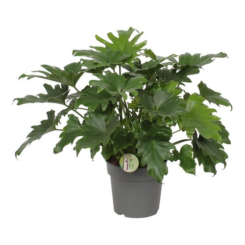 Philodendron Little Hope, in 21cm-pot