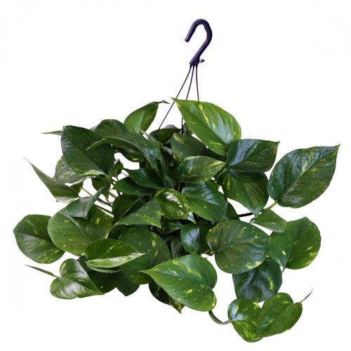 Philodendron Scandens Brasil, in 15cm-hangpot