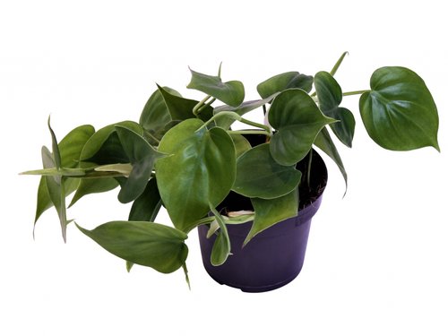 Philodendron Scandens, in 12cm-pot