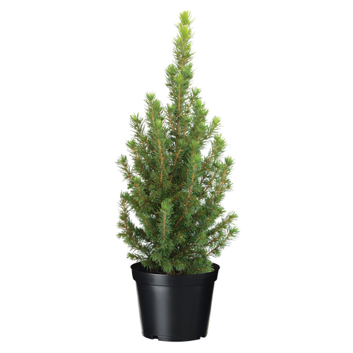 Picea Conica - H 30 cm