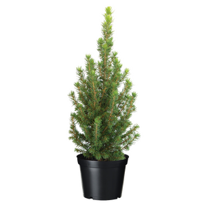 Picea Conica - H 40 cm