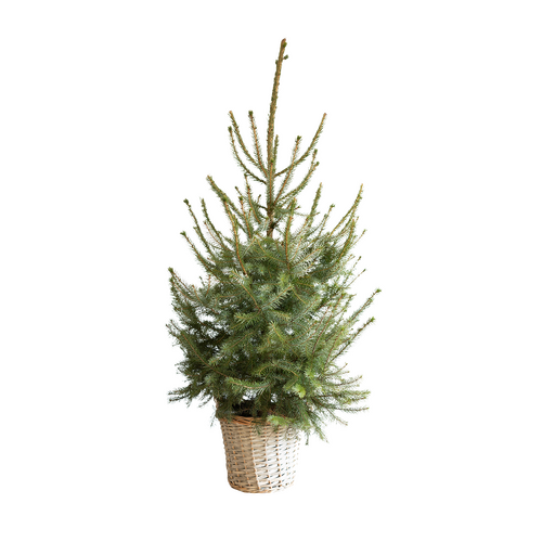 Picea Omorika, in mand - H 120 cm