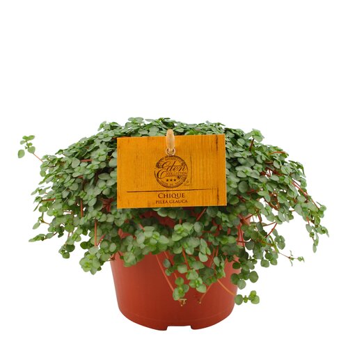 Pilea Glauca Chique, in 12cm-pot