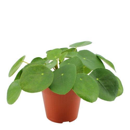 Pilea Peperomioides, in 10.5cm-pot