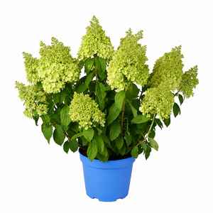 Pluimhortensia, in 23cm-pot