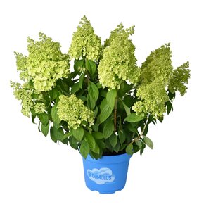 Pluimhortensia, in 23cm-pot