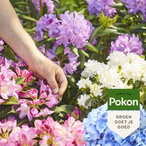 Pokon Rhododendron, Hortensia & Azalea Mest 1kg - afbeelding 5