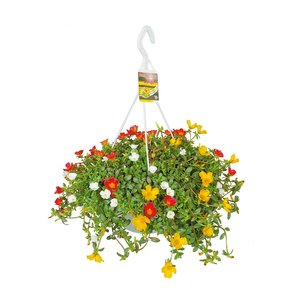Portulaca in hangpot