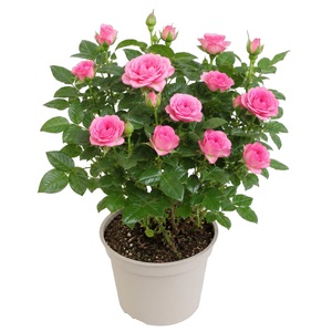 Potroosje, in 10,5cm-pot