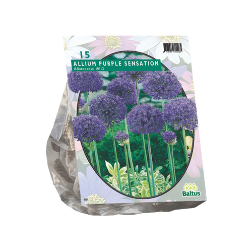 Baltus Allium Aflatunense Purple Sensation per 15