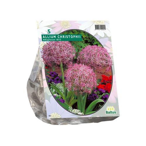 Baltus Allium Albopilosum Christophii per 5