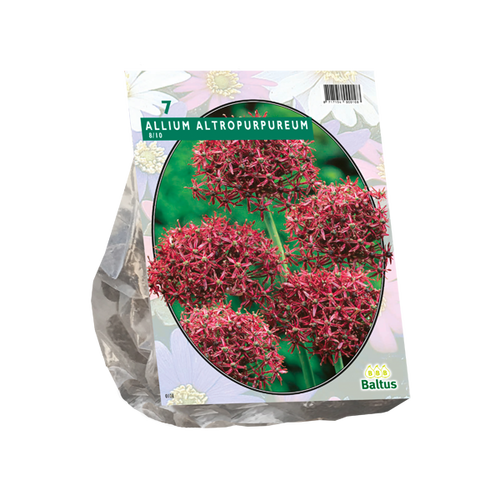 Baltus Allium Atropurpureum per 7