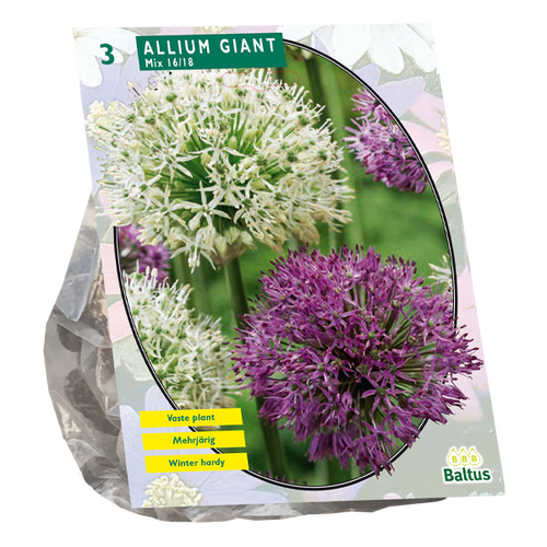 Baltus Allium Giant Mix per 3