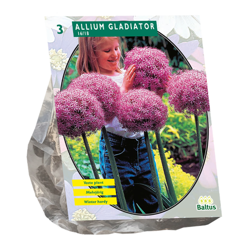 Baltus Allium Gladiator His Excellence per 3