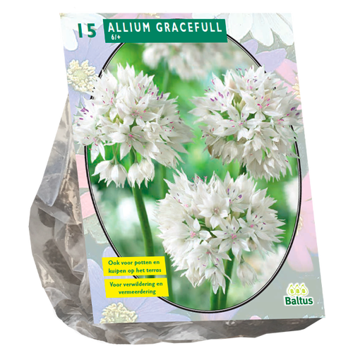 Baltus Allium Gracefull per 15