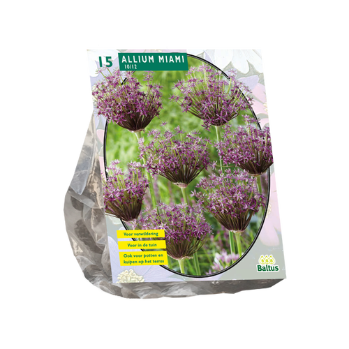 Baltus Allium Miami per 15