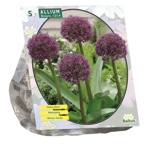 Baltus Allium Ostara per 5