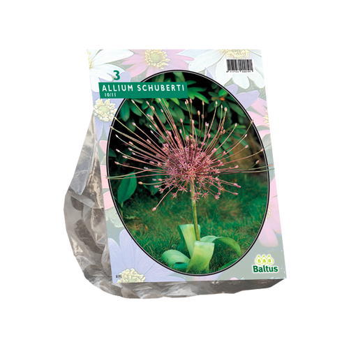 Baltus Allium Schuberti per 3