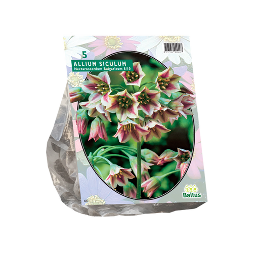 Baltus Allium Siculum Bulgaricum per 5