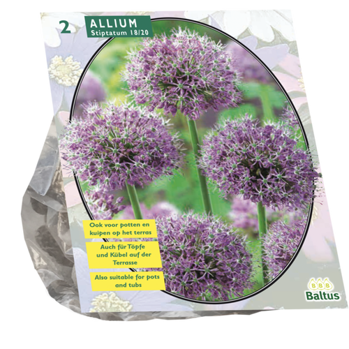 Baltus Allium Stipitatum per 2