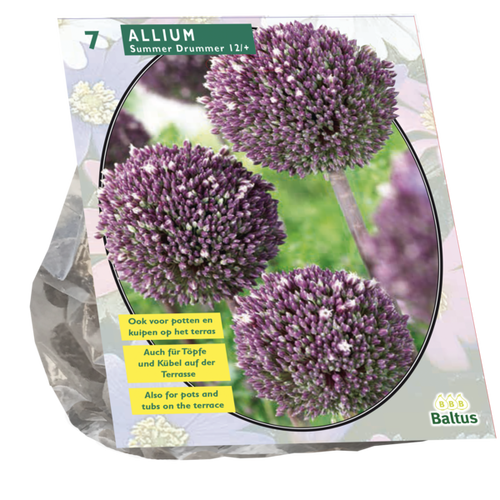 Baltus Allium Summer Drummer per 7