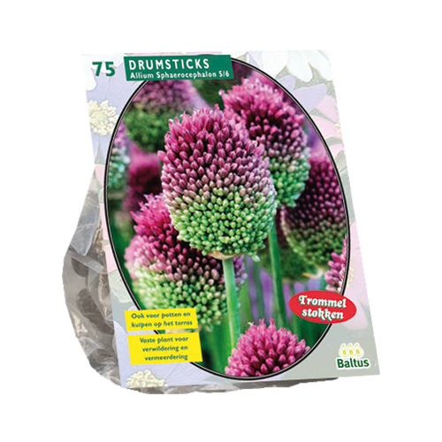 Baltus Allium Sphaerocephalon per 75