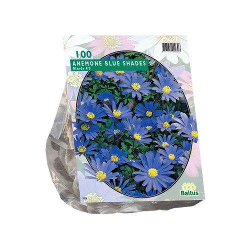 Baltus Anemone Blanda, Blauw per 100