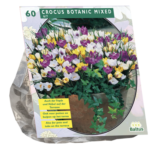 Baltus Crocus Botanisch, Mix per 60