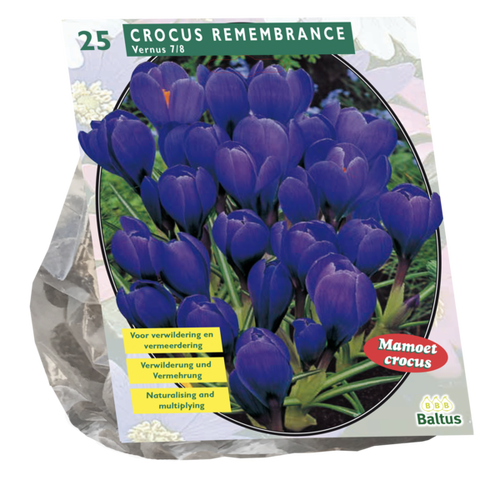 Baltus Crocus Grootbloemig, Blauw per 25