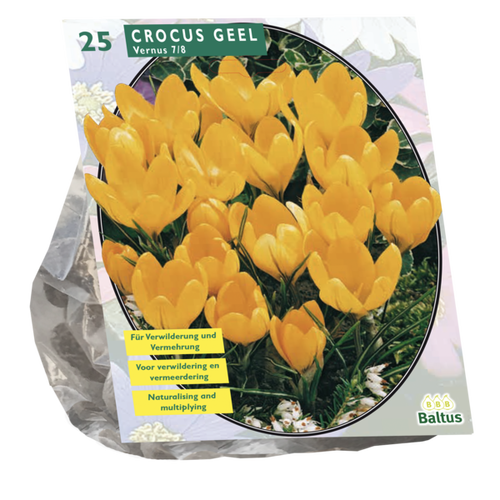 Baltus Crocus Grootbloemig, Geel per 25