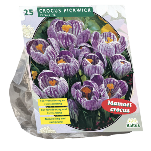 Baltus Crocus Grootbloemig, Gestreept per 25