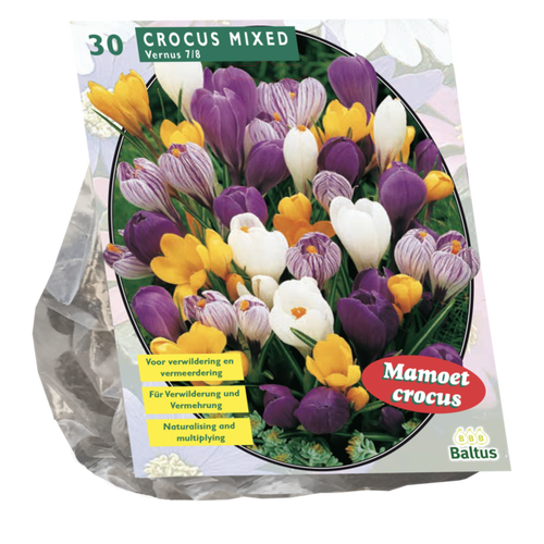 Baltus Crocus Grootbloemig, Mix per 30