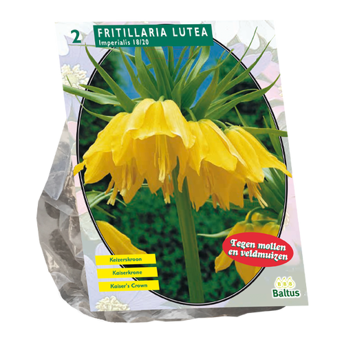 Baltus Fritillaria Imperialis Lutea per 2