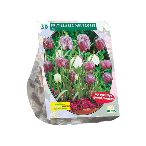 Baltus Fritillaria Meleagris per 30