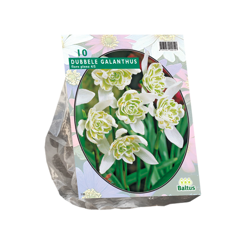 Baltus Galanthus Nivalis Flore Pleno per 10