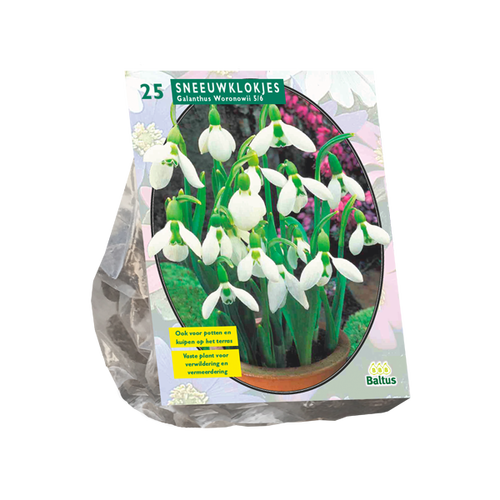 Baltus Galanthus Woronowii per 25