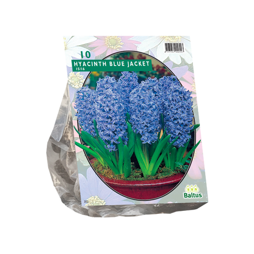 Baltus Hyacinth Blue Jacket per 10