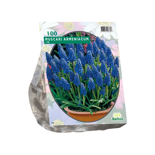 Baltus Muscari Armeniacum per 100