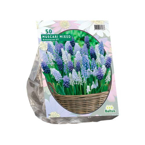 Baltus Muscari Mix per 50