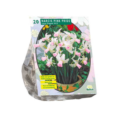 Baltus Narcis Mini Pink Pride per 20