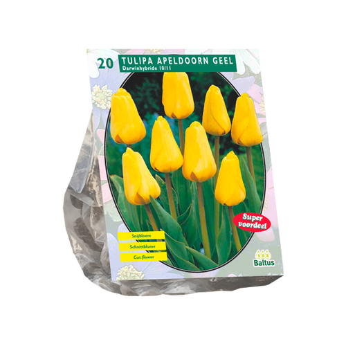 Baltus Tulipa Apeldoorn Geel, Darwin per 20