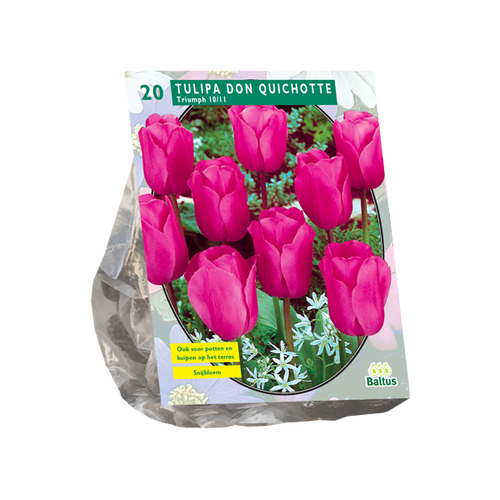 Baltus Tulipa Don Quichotte, Triumph per 20