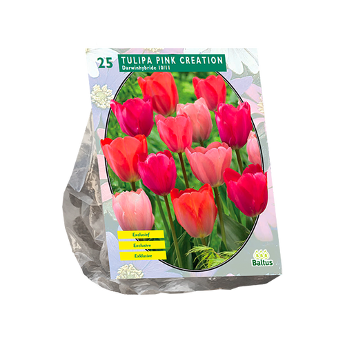 Baltus Tulipa Pink Creation per 25